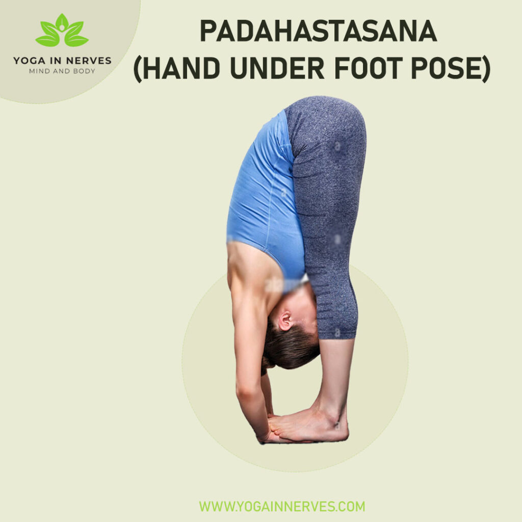 Padahastasana (hand under foot pose)